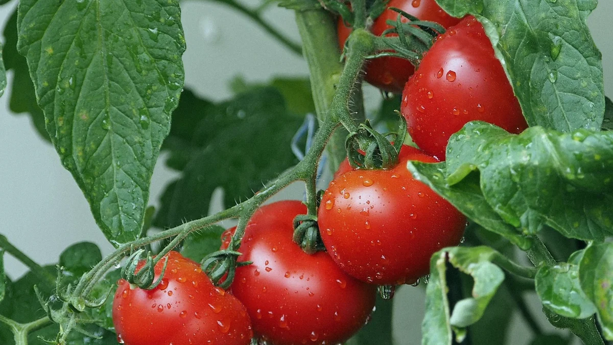 Tomates maduros en la mata